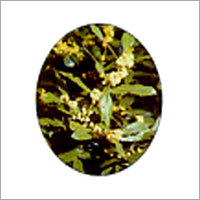 Bay Leaf