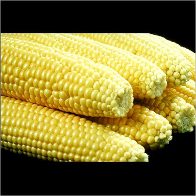 Maize Shipping Services