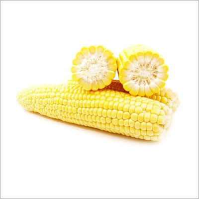 Maize Corn Shipping Services