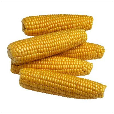 Yellow Maize