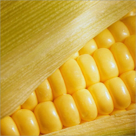 Yellow Maize