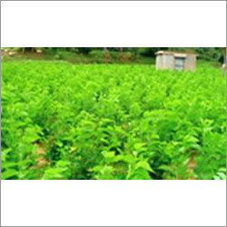 Silk Natural Mulberry