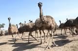 EMU Farming