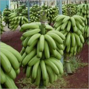 Green Banana