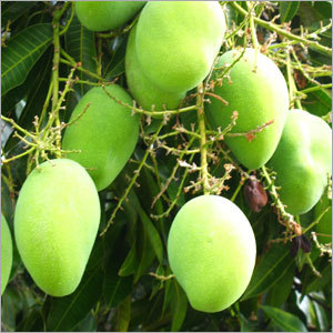 Green Mango