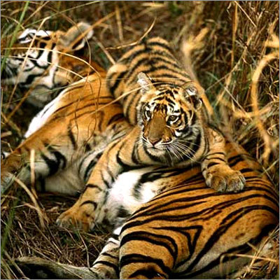 Wildlife Tours By V. E.TRAVELS