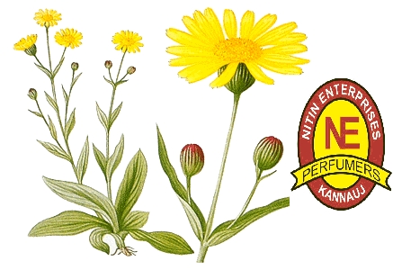 ARNICA OIL