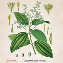CINNAMON OIL