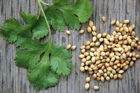 CORIANDER OIL