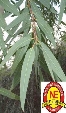 EUCALYPTUS OIL