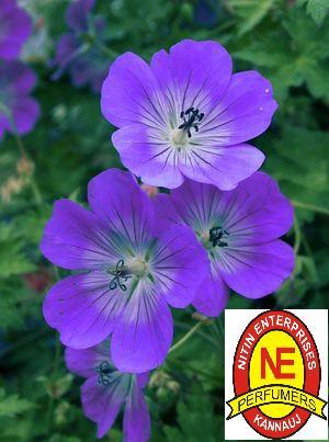 GERANIUM OIL