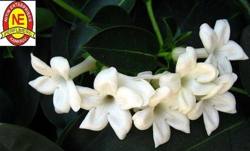 JASMINE OIL