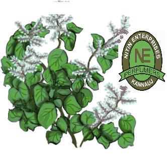 PATCHOULI OIL