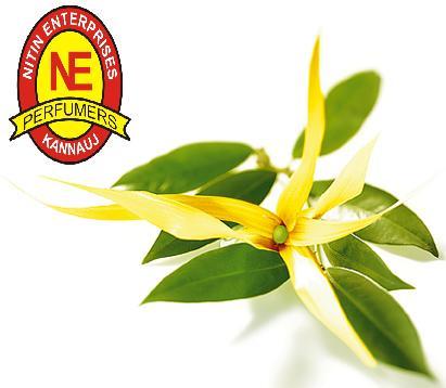 YLANG YLANG OIL