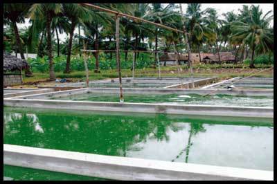 Spirulina Tank