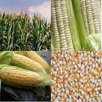 Maize