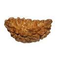 One Faced Rudraksha (Nepali)