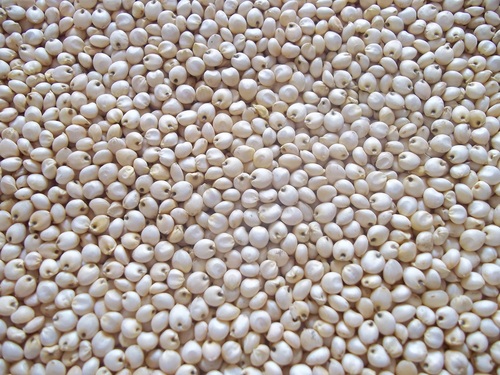 White Sorghum