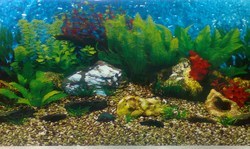 Aquarium Wallpapers