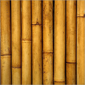 Bamboo Rainsticks