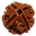 Four Faced Rudraksha (Nepali)