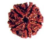 Five Faced Rudraksha (Nepali)
