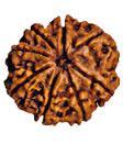 Eight Faced Rudraksha.(Nepali)