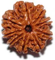 Nine Faced Rudraksha.(Nepali)