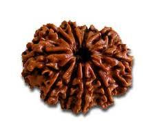 Ten Faced Rudraksha.(Nepali)