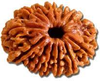 Thirteen Faced Rudraksha.(Nepali)
