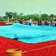 Agriculture Tarpaulin