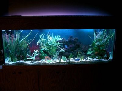 Marine Tropical Aquarium