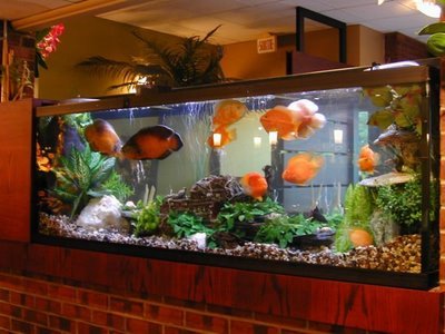 Hotels Fish Aquarium