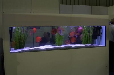 Tropical Fish Aquarium