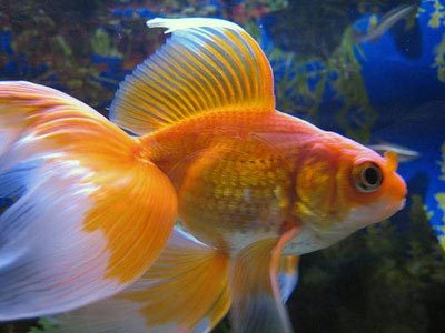 Gold Fish