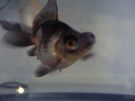 Moor and Telescope Goldfish