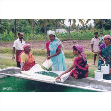 Spirulina Filtering 1