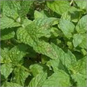 Green Dehydrated Mint Leaves