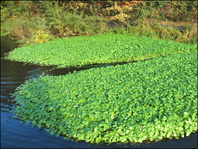 Pennywort