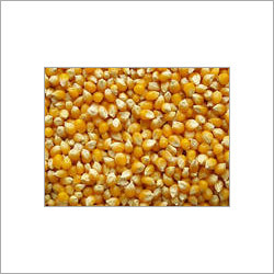 Maize