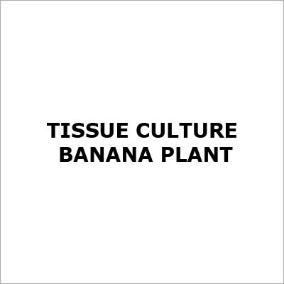 Tissue Culture Banana Plant