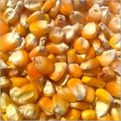 Maize