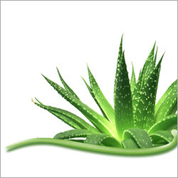Aloe Vera Amazing Herbal Product