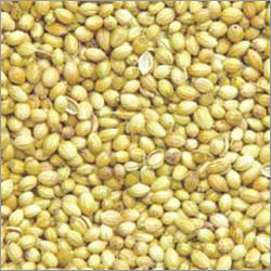 Coriander Seeds