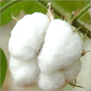 Organic Raw Cotton