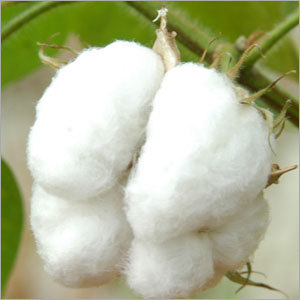 White Organic Raw Cotton
