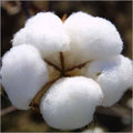 Busted Cotton Balls