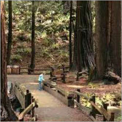 Woods Plywood Products
