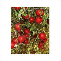 Juicy Pomegranate Seeds