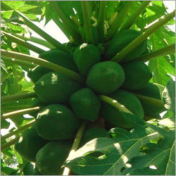Green Papaya